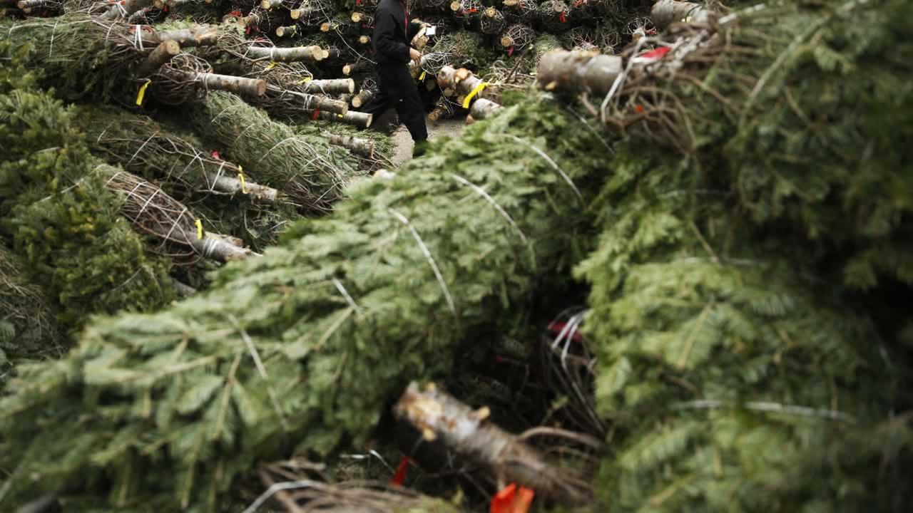 Як утилізувати новорічну ялинку?