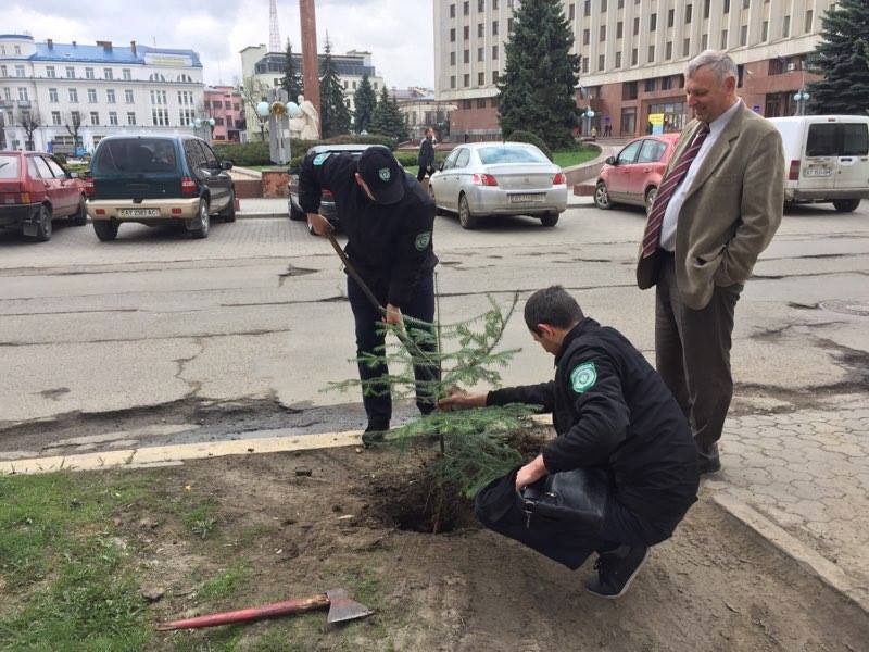 Інспекторами Муніципальної інспекції з благоустрою висаджено ялини поруч ОДА