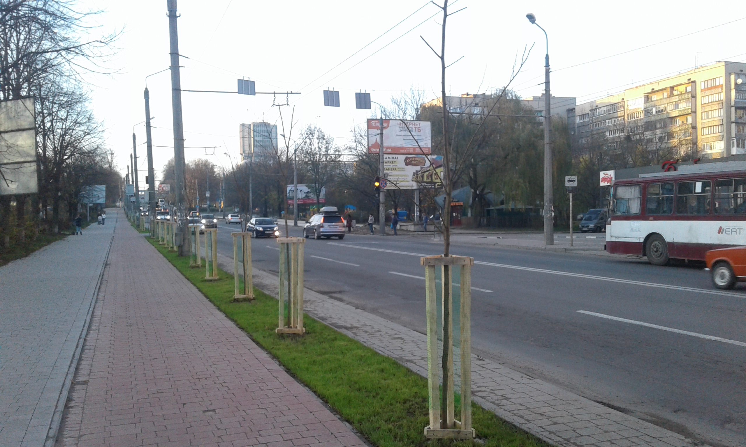 Вздовж велодоріжки на вул. Галицькій висадили алею дерев (ФОТО)
