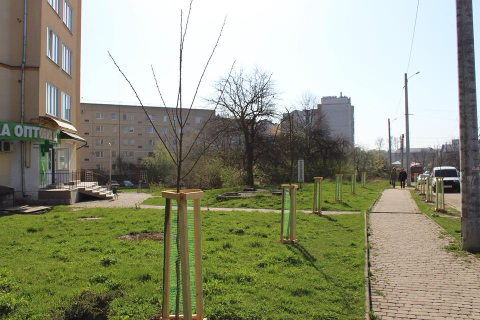 На вулицях Івано-Франківська посадили молоді дерева (ФОТО)