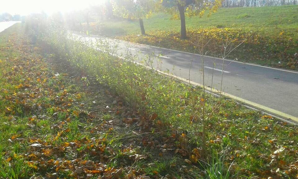 4500-ма кущами бірючини поповниться зона велодоріжки на набережній ім. Стефаника
