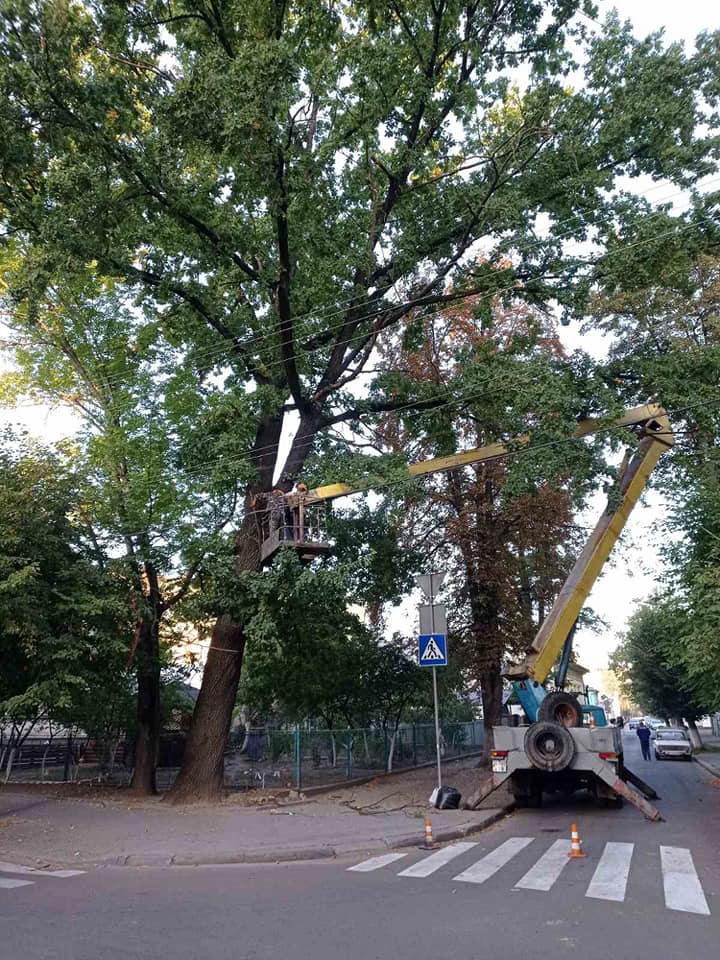 Дерева потрібно не тільки садити, важливо - вчасно проводити зрізку та обрізку